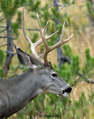 Mule Deer Buck