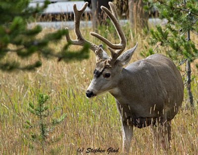 Mule Deer Buck (2)