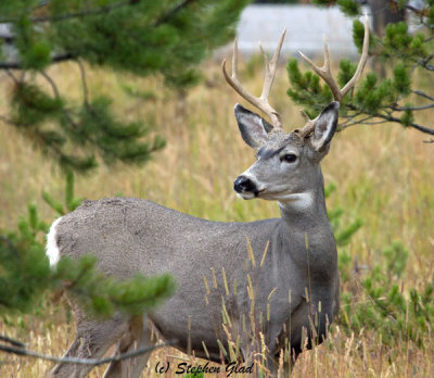 Mule Deer Buck (3)