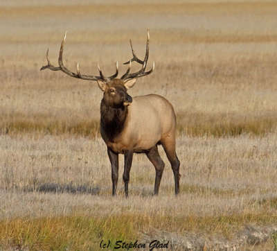Bull Elk 7 x6