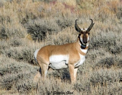 Pronghorn Antelope