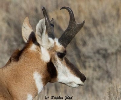 Pronghorn Antelope