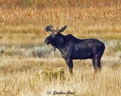 Bull Moose