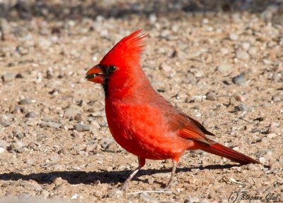 Northern Cardinale (male)