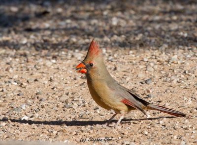 Northern Cardinal (female)