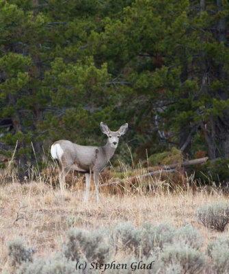 Mule Deer