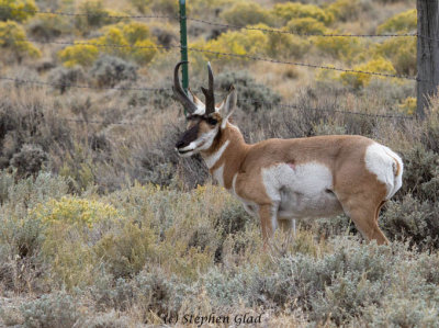 Pronghorn Antelope