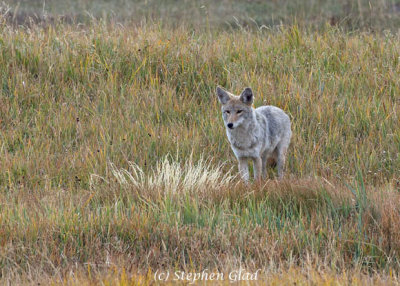 Coyote