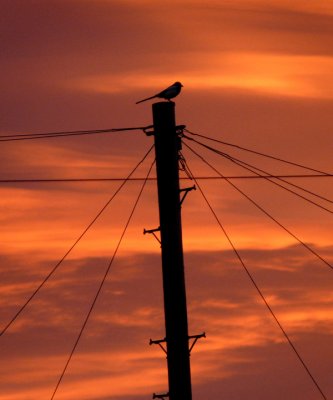 Dawn chorus