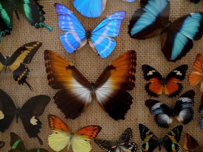 Collecting Butterflies