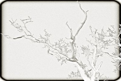 Study of a Branch
