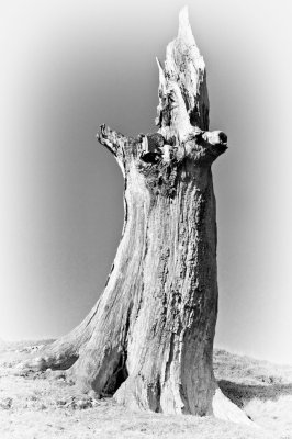 Tree Stump