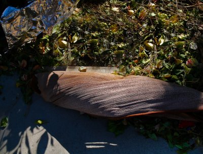 at the curb with bark and leaves and trash