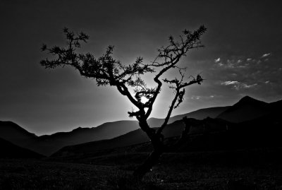 Frankinsence Tree in South Oman