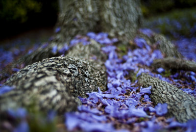 Fifth - jacaranda season