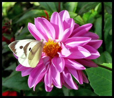 Butterfly and Dahlia
