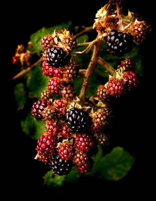 Blackberry