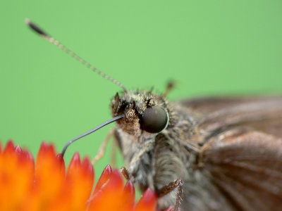 Moth on Echinacea