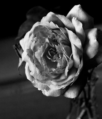 Portrait of a late rose