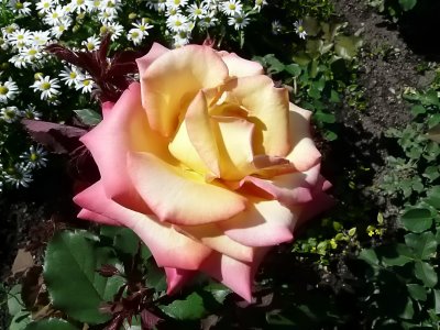 rose - botanic garden