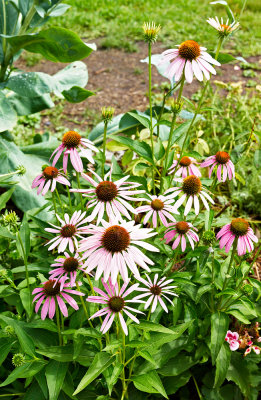 Echinacea purpurea brace