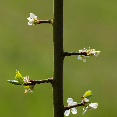 Spring!