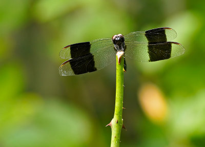 Band-winged Dragonlet