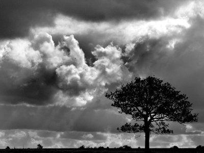 3 - tree and sky