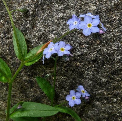 When the Forget-Me-Not is gone, the stone will remember the flower's wish.