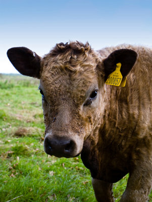 Norfolk cow