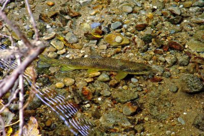 Spawning Brown Trout