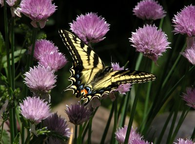 4- Tiger Swallowtail in the Chive Patch
