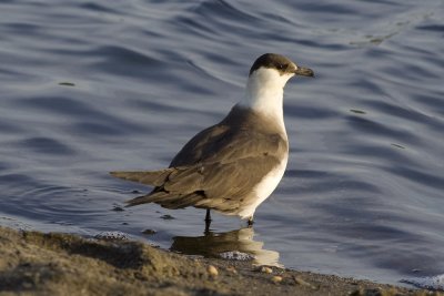 Parasitic Jaeger-3003.jpg