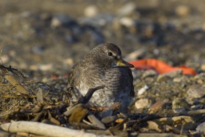 Surfbird-3038.jpg