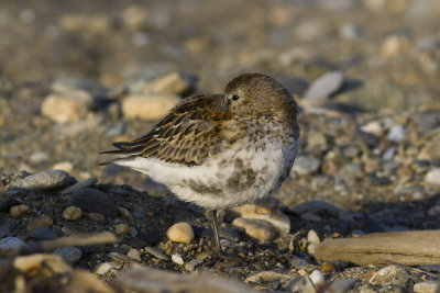 Dunlin-3040.jpg