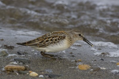 Western Sandpiper-3165.jpg