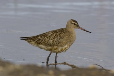 Bar-tailed Godwit-3184.jpg