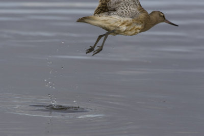 Bar-tailed Godwit-3185.jpg