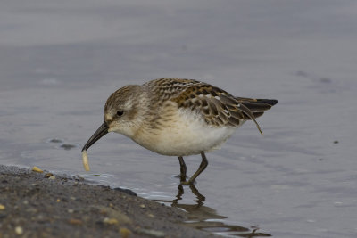Western Sandpiper-3229.jpg