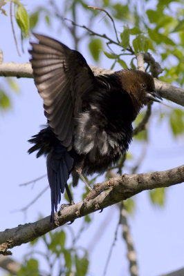 Brown-headed Cowbird