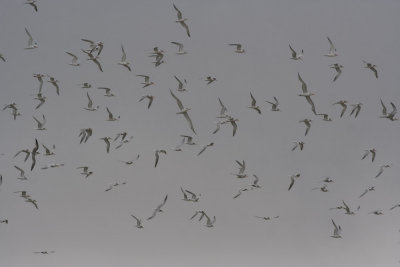 Elegant Tern & Royal Tern