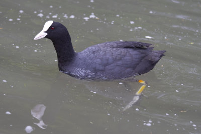 Eurasian Coot-8937.jpg