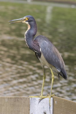 Tricolored Heron-9172.jpg