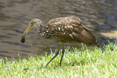 Limpkin-9198.jpg