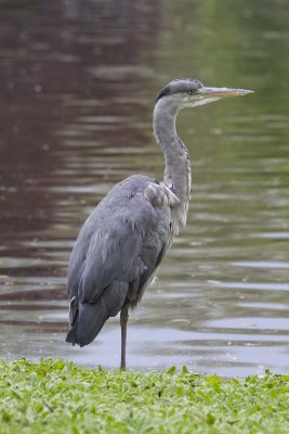 Grey Heron-8877.jpg