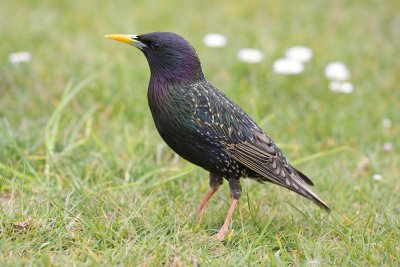 European Starling-9125.jpg