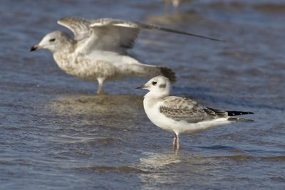Bonapartes Gull-9631.jpg