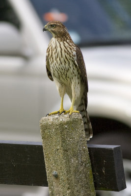 Coopers Hawk-0193.jpg