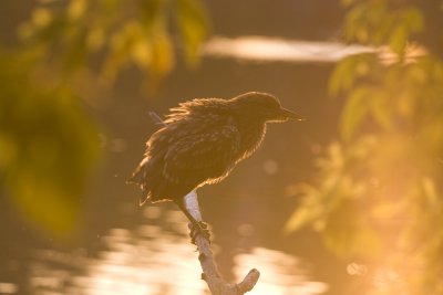 North Pond, Chicago