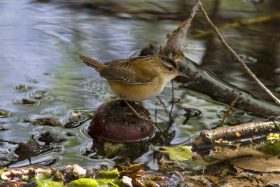 Marsh Wren-0844.jpg